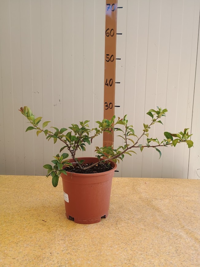 Chaenomeles speciosa RED KIMONO